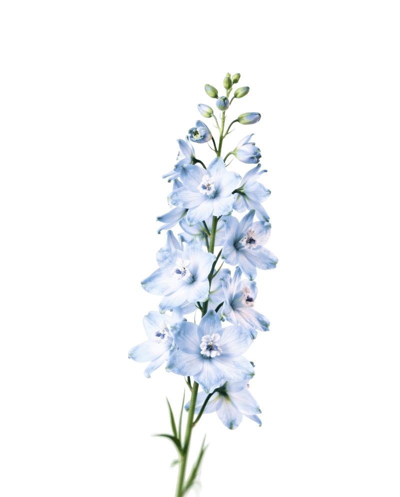 Дельфиниум