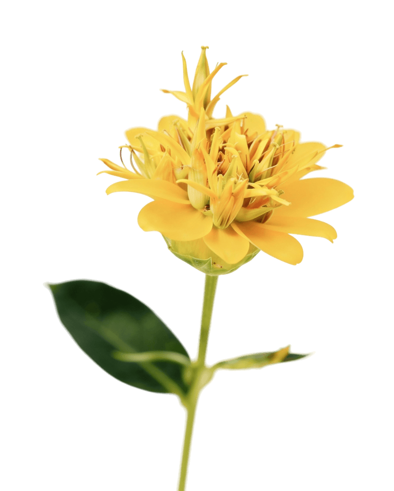 Горечавка желтая