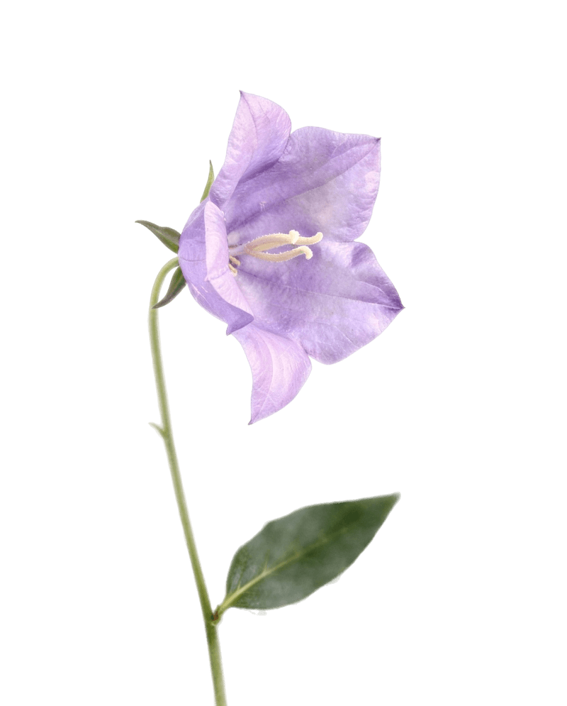 Колокольчик