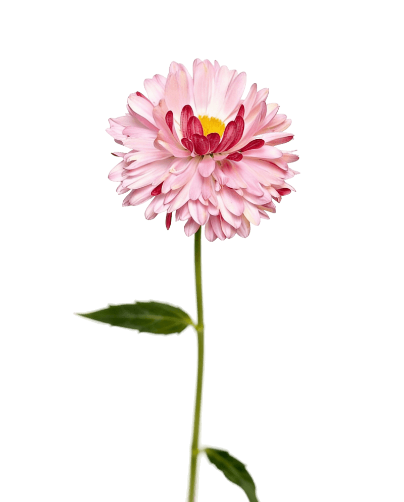 Маргаритка