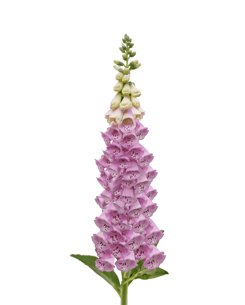 Наперстянка